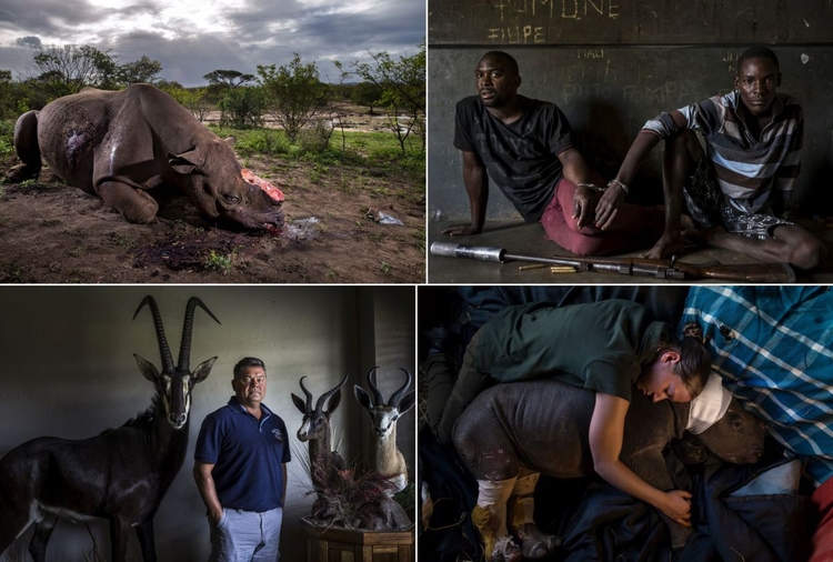 Nature - pierwsza nagroda, reportaż


"Rhino Wars", fot. Brent Stirton / Getty Images / National Geographic